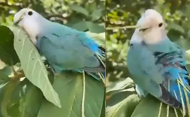 A Smart Love Bird Trying To Build Nest Video Going Viral In Internet - Sakshi