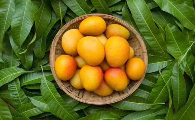 Sugar Free Mangoes Selling For Diabetics In Pakistan Market - Sakshi