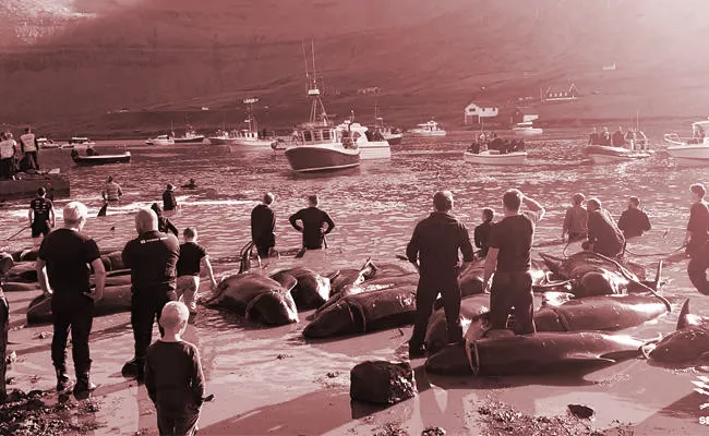 175 Pilot Whales Was Assassinated By Faroe Islands Hunters - Sakshi