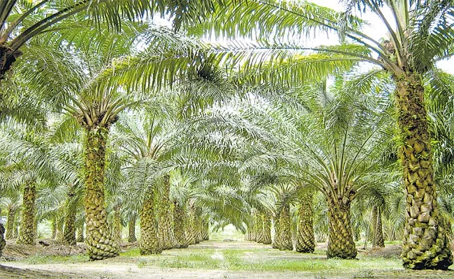 20 Lakh Acres! Oil Palm Cultivation Target In Telangana - Sakshi