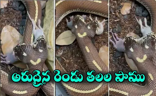 Viral video:Two Haded Snake Swallows Mice - Sakshi