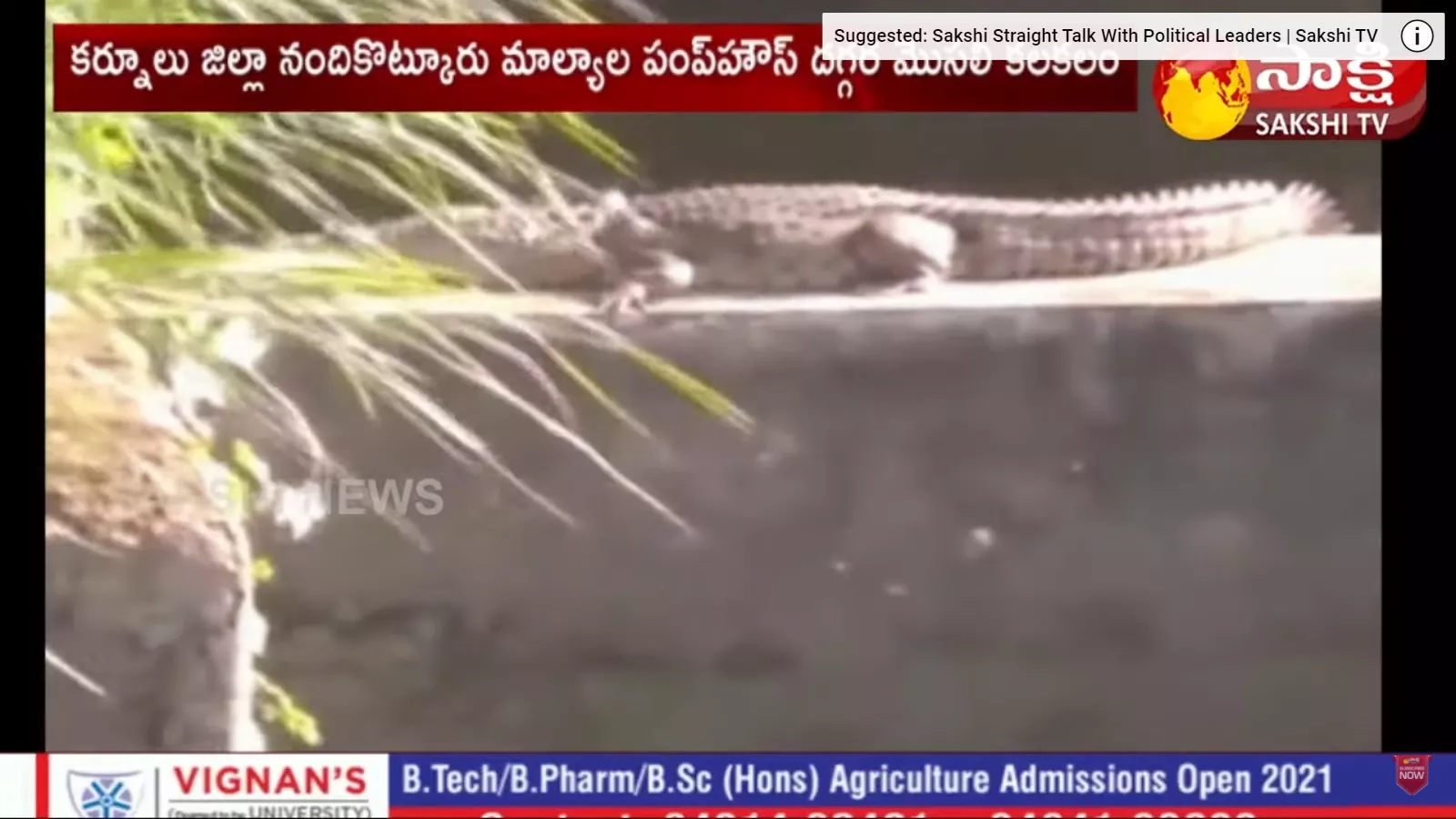 Crocodile Fear At Nandikotkur Pump House