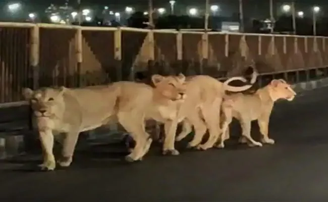Viral Video: Family Of 5 Lions Spotted Walking On Road Near Gujarats Pipavav Port - Sakshi