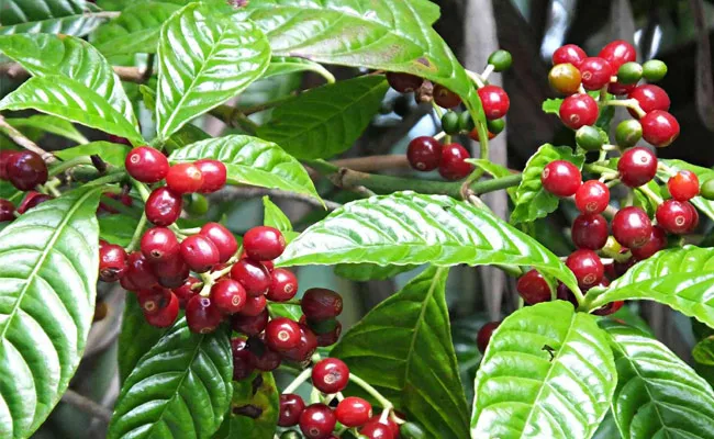 Coffee Brewing in Visakhapatnam Agency - Sakshi