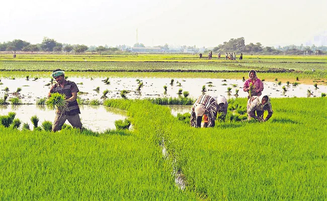 Kharif crops cultivation moving towards the goal - Sakshi