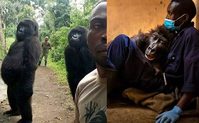 Condolences To Congo Selfie Viral Gorilla Ndakasi In Social Media - Sakshi