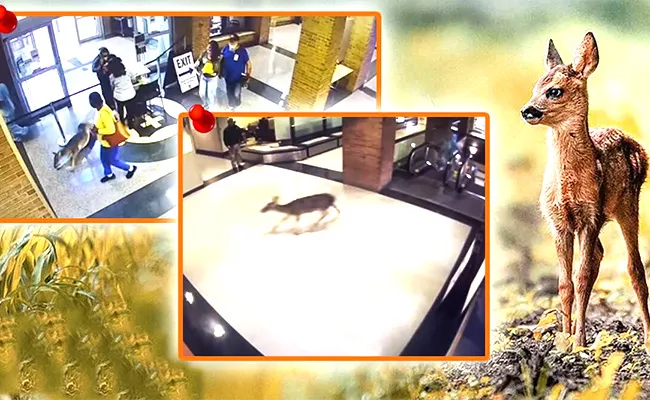 Viral Video Watch Injured Deer Runs Into Hospital  - Sakshi