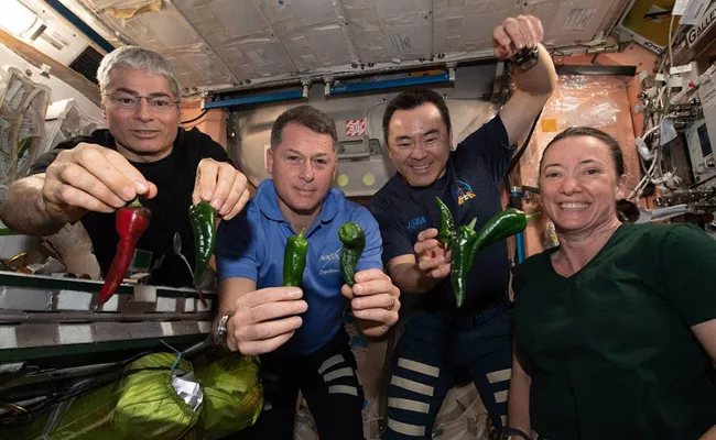 Nasa Astronauts Feast On First Ever Chili Peppers Grown In Space - Sakshi