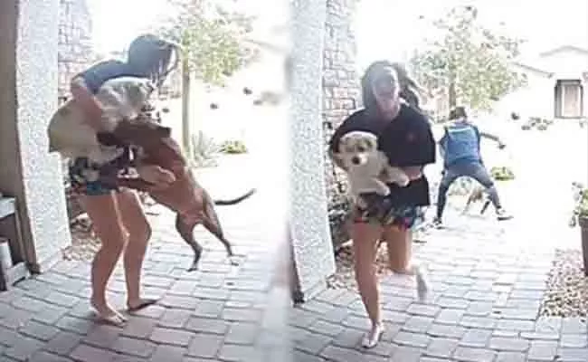 Viral Video: Amazon Driver Saves Customers Daughter and Pet From Pit Bull Attack - Sakshi
