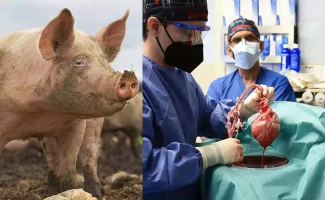 First In History US Surgeons Successfully Implant pig Heart In Human - Sakshi