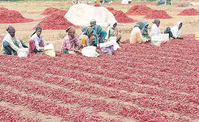 Dry Red Chilli Price Helpful To Farmers In Kurnool District Markets - Sakshi