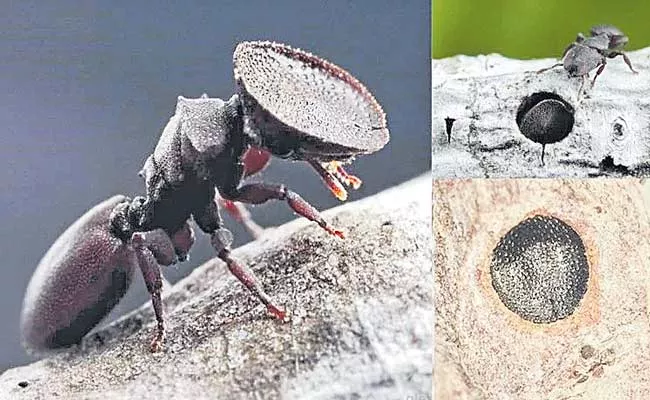Door Head Ant: There Is Species Of Ants That Has Doors For Head - Sakshi