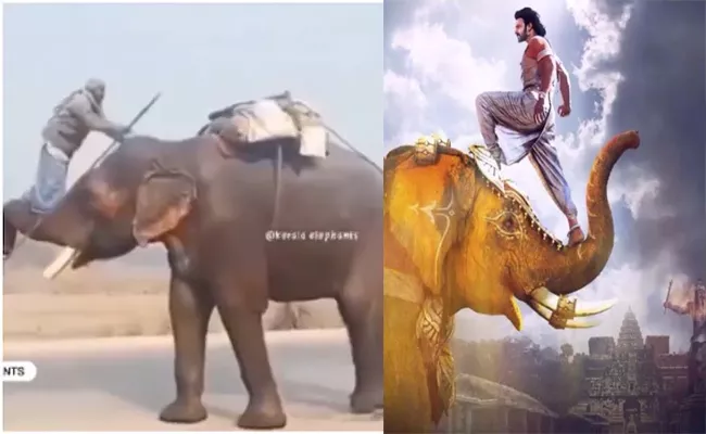 Mahout Climbing On An Elephant Baahubali Style Is Going Viral - Sakshi