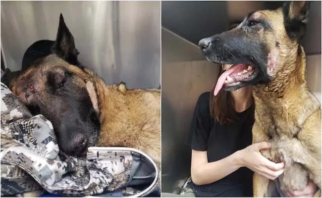 Dog Fights Off Mountain Lion To Save Owner - Sakshi