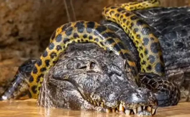 Giant Anaconda Wrapped Around Alligator in Brazil Video viral - Sakshi