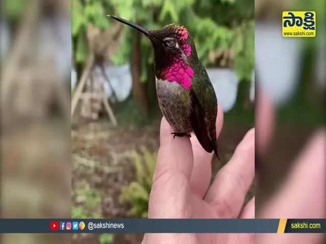 Annas Hummingbird Changing Colours Awes Internet Video Goes Viral
