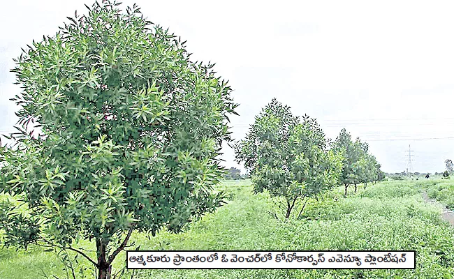 Environmentalists Warn That Conocarpus Is Harmful To Health - Sakshi