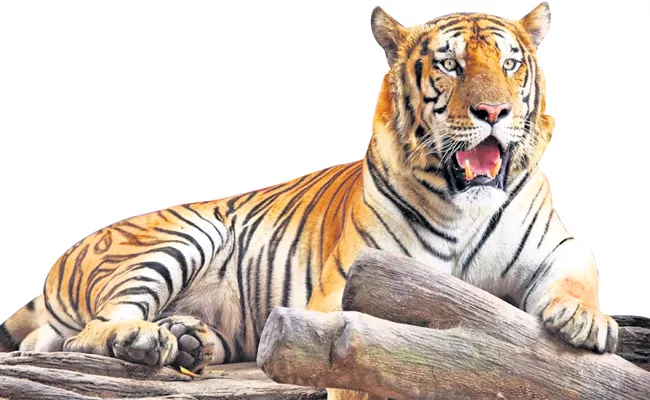 2,967 tigers across country Increasing numbers of tigers - Sakshi