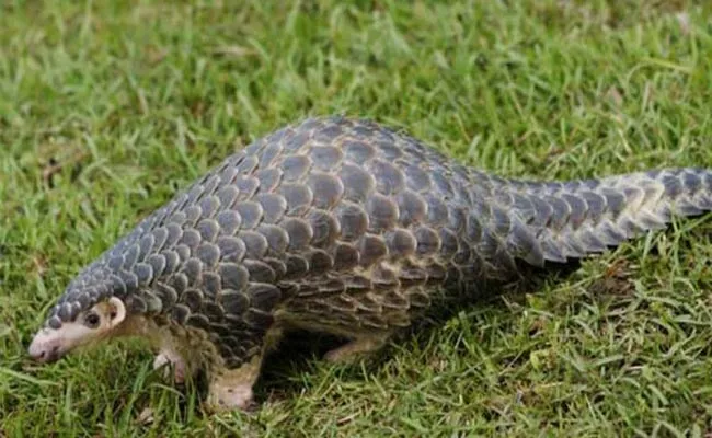 Huge Demand For Pangolins In China Because Of Medical Use - Sakshi