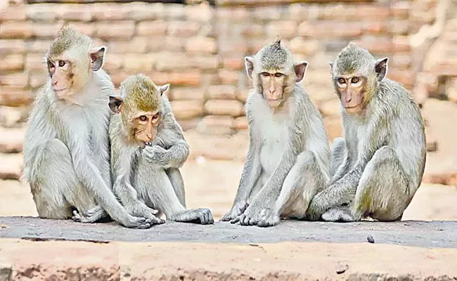 Monkeys Own 32 Acres Of Land In This Maharashtra Village - Sakshi