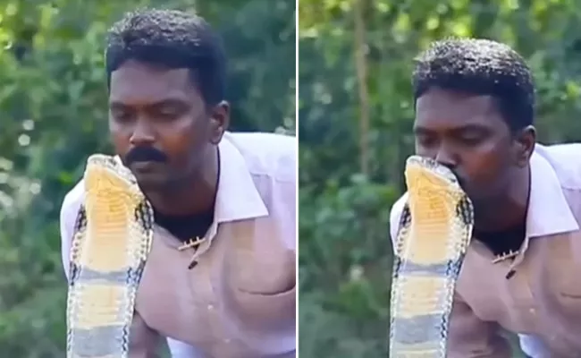Viral Video: Man Kissing King Cobra On Its Head - Sakshi