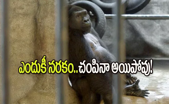 Thailand World Saddest Gorilla Bua Noi Heart Breaking Story - Sakshi