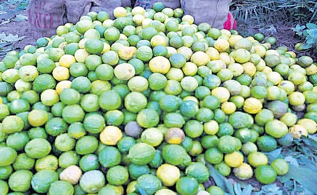 Mosambi Fruit Cultivation Earning Profits For Farmers Ap - Sakshi