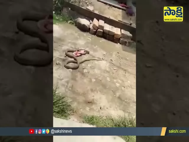 Viral Video: Snake Took The Slipper And Escape