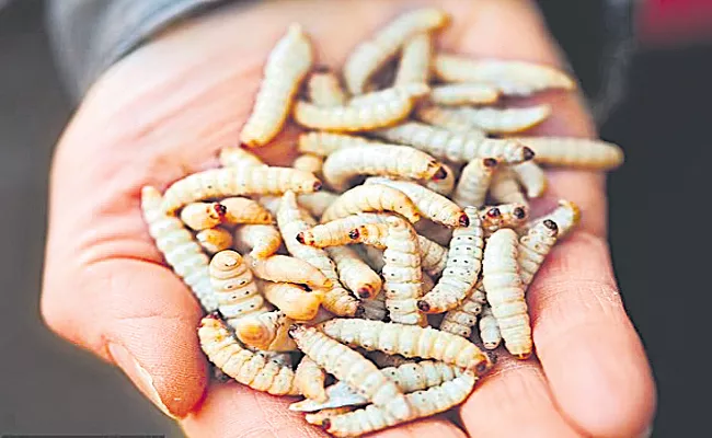 Scientists Say That Worms Help Heal Wounds - Sakshi