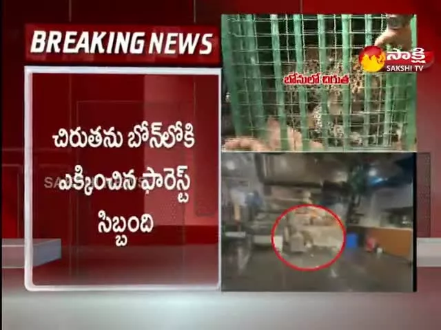 Rescue Team Catch Leopard In Hetero Labs In Sangareddy