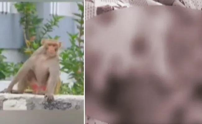 Infant dies in monkey attack in Prakasam district - Sakshi