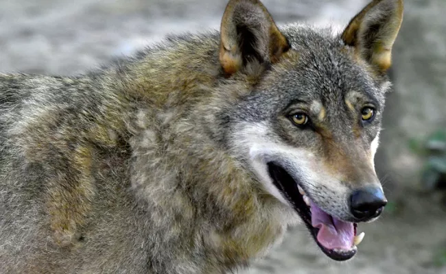 Wolves Are Decreasing In United Anantapur District AP - Sakshi