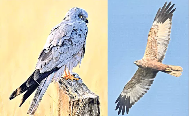 Foreign Birds From Russia Came to Nallamala Forest Area - Sakshi