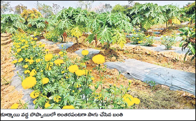 Farmers Benefit From Intercropping - Sakshi