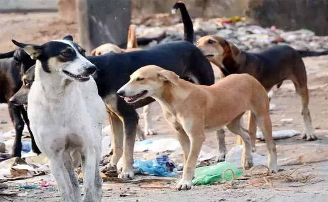 Sterilization for all stray dogs Telangana - Sakshi