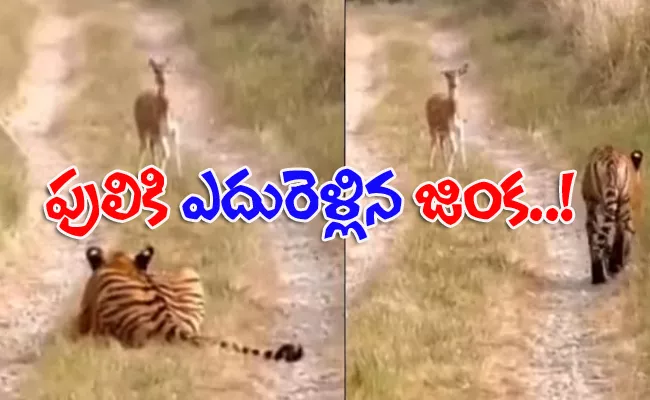 Tiger Not Attacked Deer in Infront Of It Viral Video - Sakshi