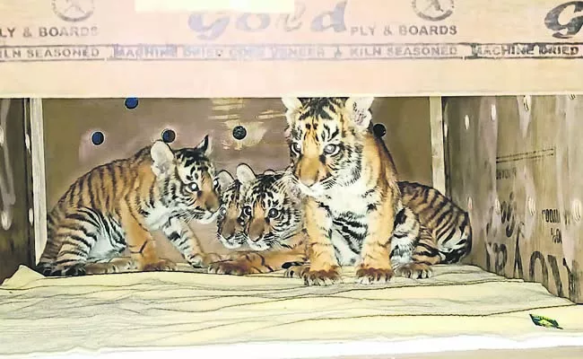 The tiger cubs were shifted to Srivenkateswara Zoological Park in Tirupati - Sakshi