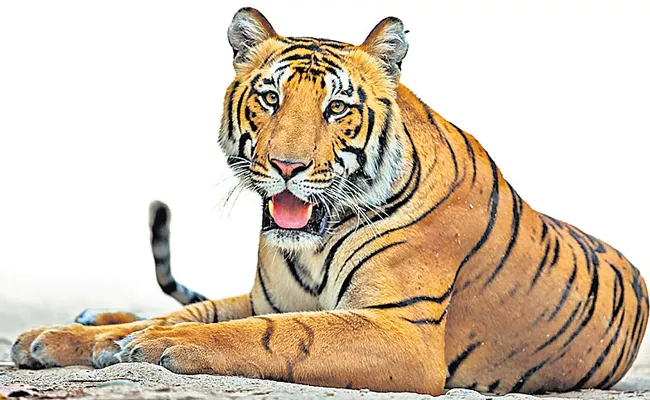 Tigers need diverse gene pool to survive - Sakshi