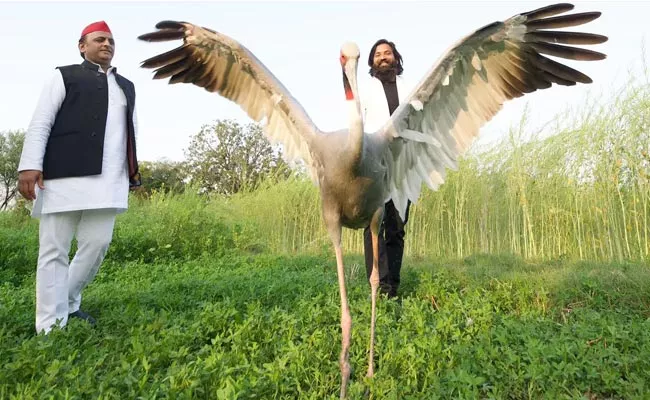 Forest Department Case Against Man Who Rescued Sarus Crane Up - Sakshi