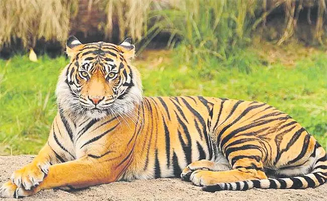Sakshi editorial On Tigers progress report