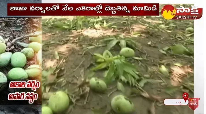 Huge Rains Damage Mango Crop.. Khammam Mango Farmers Emotional