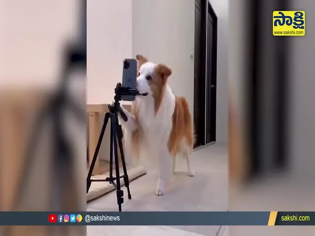 Dog Dance Chamkila Angeles Song Video Goes Viral