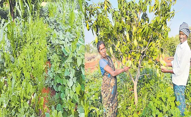 Anantapur: Farmers Gets Huge Profits With Organic Farming Within 40 Cents Land - Sakshi
