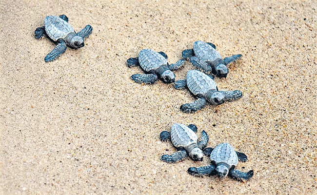 Tree Foundation Forest Department has saved 3 thousand turtle nests - Sakshi