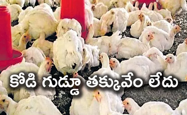 Increased demand for chicken - Sakshi