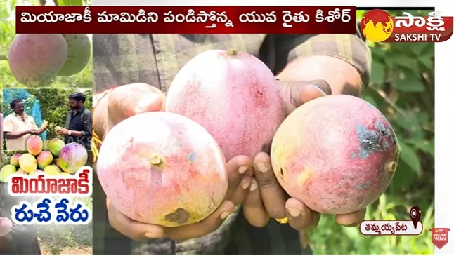 Expensive Mangos In Kakinada