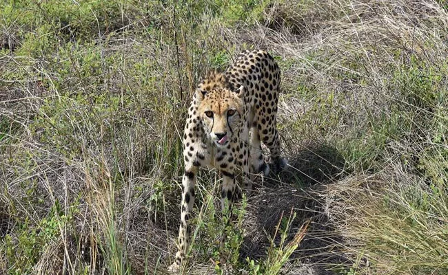 Another African cheetah Dies in Kuno National Park 7th since March - Sakshi
