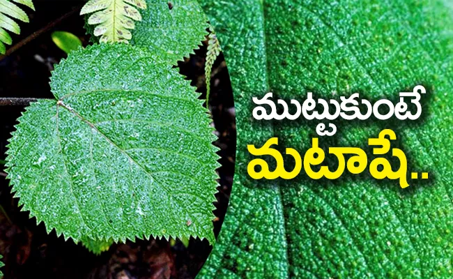 Do You Know About Suicide Plant Which Has Painful Stingers In The World, Interesting Facts Inside - Sakshi