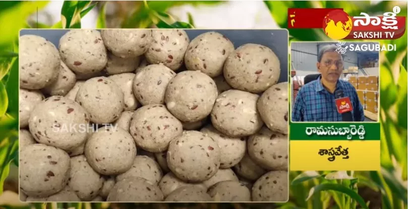 Scientist Ramasubba Reddy About Cultivation Of Millets Grains