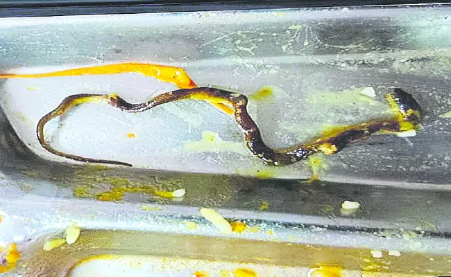 A baby snake was found in the canteen food - Sakshi